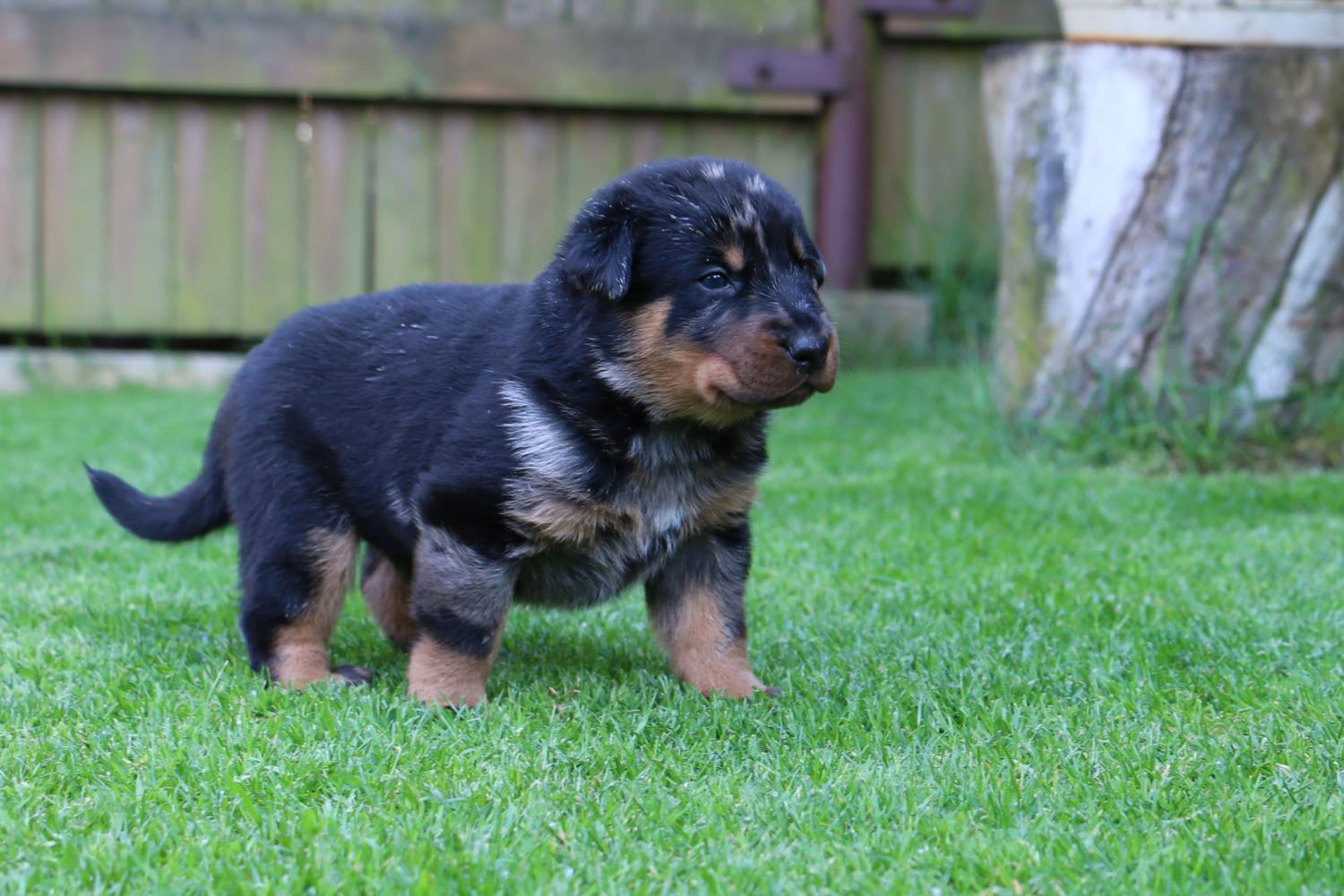 černý pejsek / black male