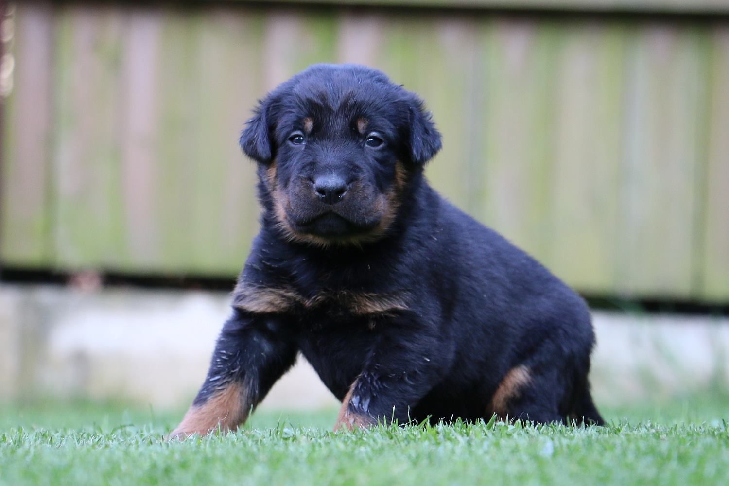 červená fenka / red female